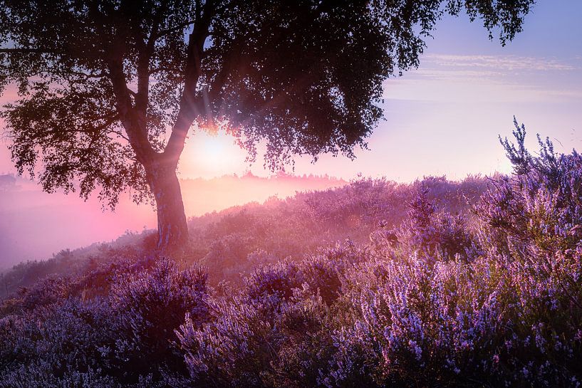 Bruyère à fleurs violettes au lever du soleil sur le paysage de Veluwe par Fotografiecor .nl
