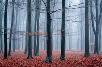 a little bit of autumn