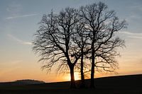 Silhouette von Bäumen bei Sonnenuntergang