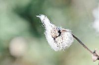 Makrofoto einer schönen Blume an einem sonnigen Frühlingstag!