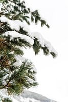 Wintergreen à Ischgl, Autriche