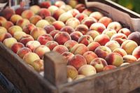 frische Pfirsiche in einer Marktkiste