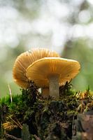 Les champignons dans la forêt