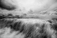 Düne bei Petten (N-H)