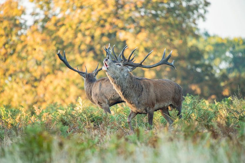 Beuglement des cerfs rouges par Elles Rijsdijk