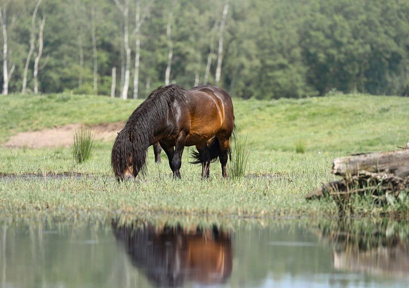 Exmoor-Pony von Marieke Funke