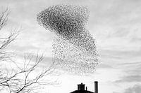 Un essaim d'étourneaux forme un panache de fumée