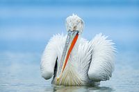 Portret van een Pelikaan