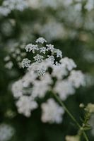 Flutes | Nature Photography | Green | Fine Art Print