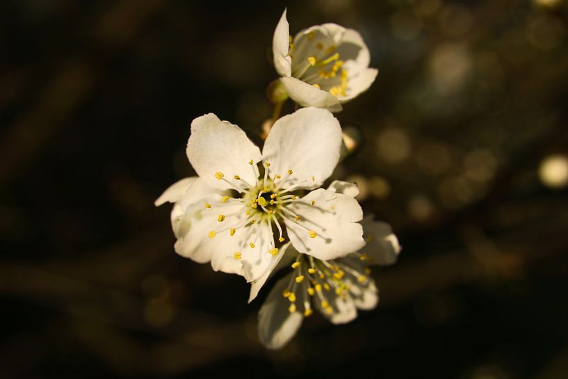 Cherry blossoms in a delicate white-pink colour. Spring by Martin Köbsch