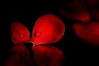 Feuilles de Camellia rouge avec des gouttes