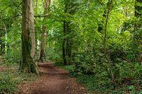 Der Waldweg im Grünen.