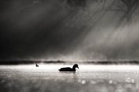 Eend in de lichtstralen