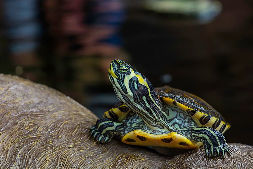 Schildkröte von Bernardine de Laat
