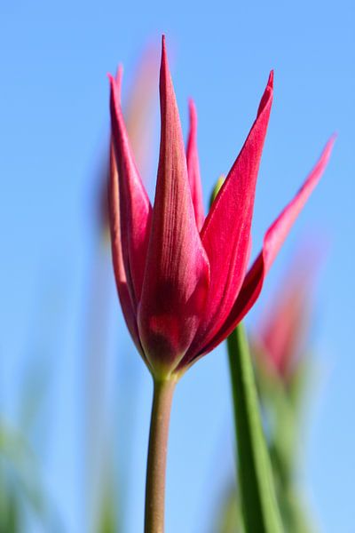 Fleur rouge d'une tulipe par Gerard de Zwaan