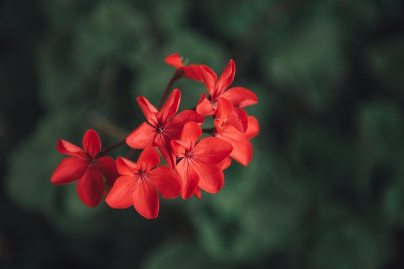 Rote Blumen mit grünem Hintergrund auf griechischer Insel | Reisefotografie Fine Art Fotodruck|Griec von Sanne Dost