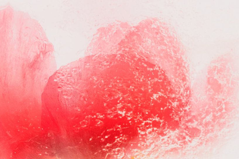 Pivoine dans la glace 1 par Marc Heiligenstein