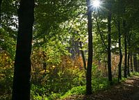 L'été dans les Liesbos
