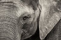 Elefantenporträt