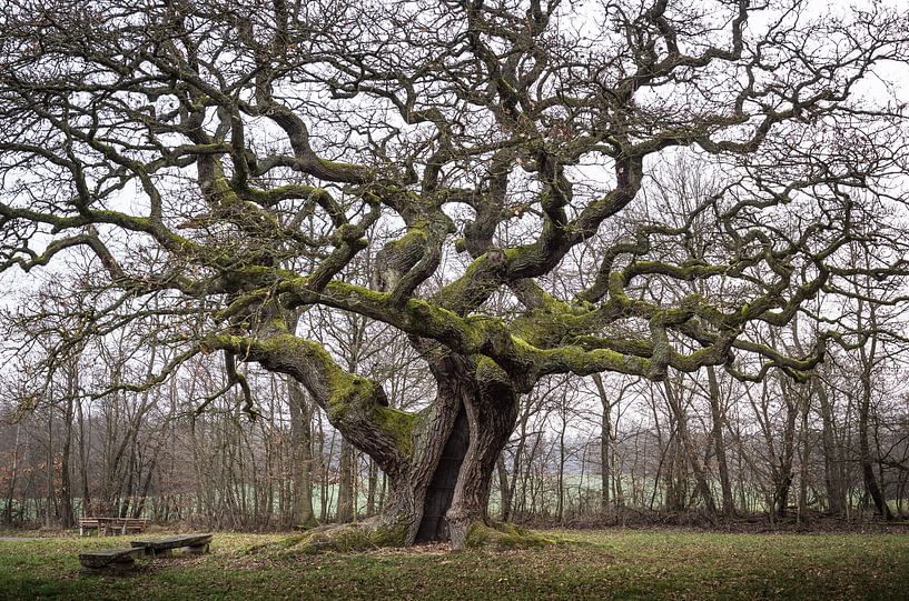 Chêne de 1000 ans par Jürgen Schmittdiel Photography