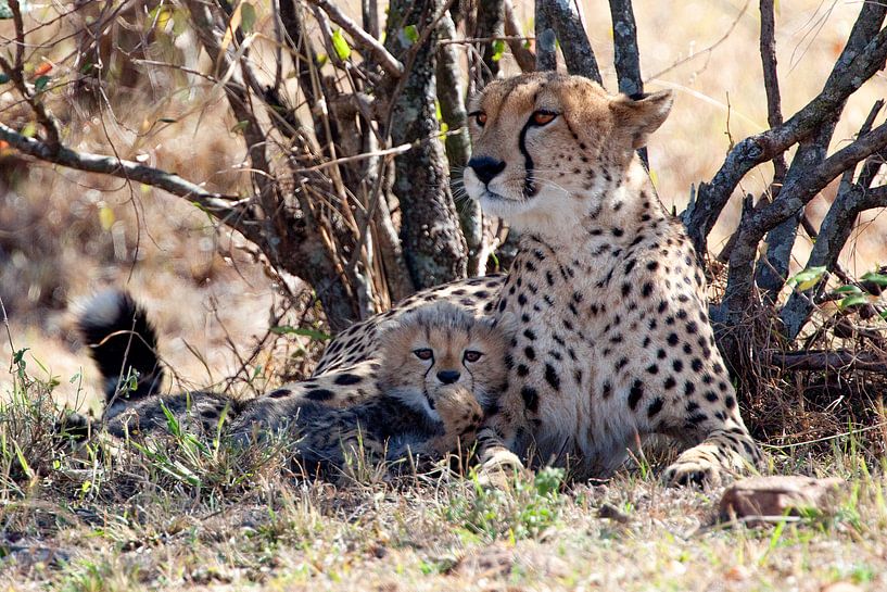 Posieren von Peter Michel