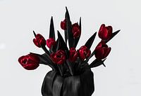 Tulpen rot anthrazit