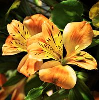 orangefarbene Inkalilien leuchten in schöner Natur