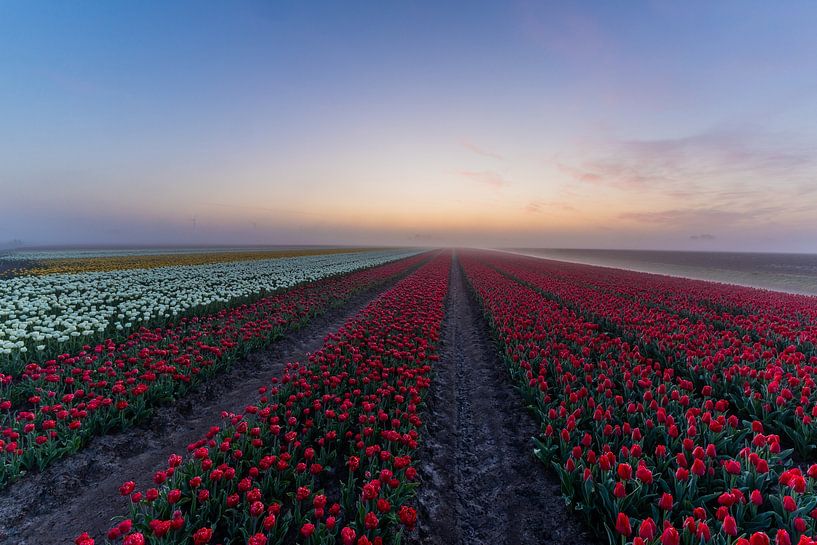 rangées de tulipes rouges dans une forêt de terre par peterheinspictures