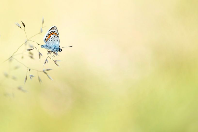 Heidekraut Blau (Plebejus argus) von Lia Hulsbeek Brinkman