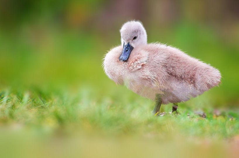 young swan chick by Mario Plechaty Photography