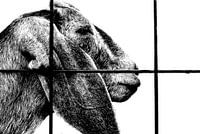 Goat behind a fence