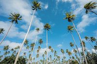Palmen in Polynesien