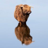 Scottish Highlander in the water