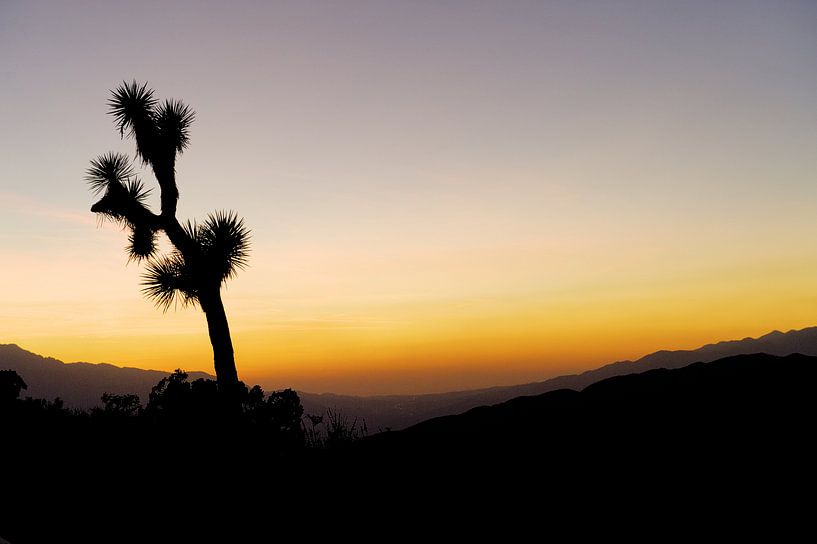 Joshua Tree by Wendy Bos