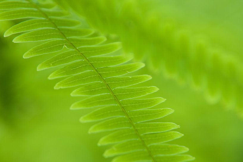 Fern  leaves in soft light by Dirk-Jan Steehouwer