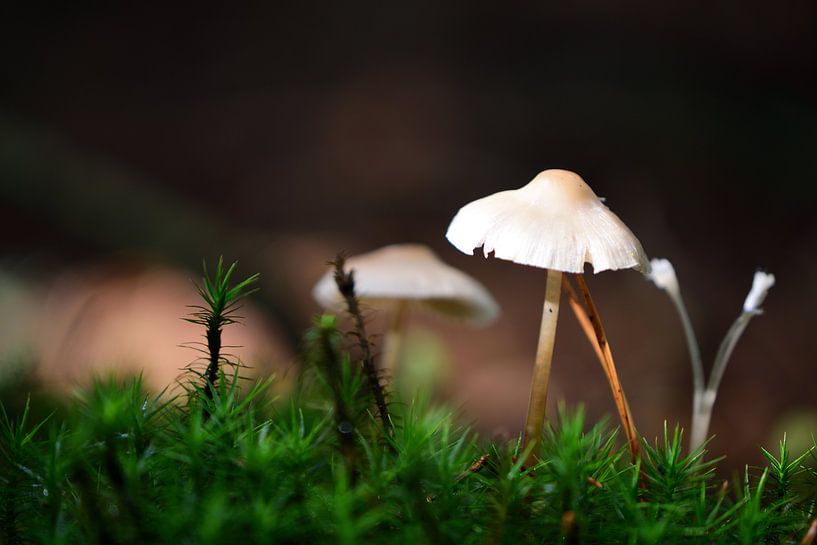 A small world by Gerard de Zwaan