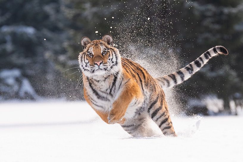 Sibirischer Tiger im Schnee von Dick van Duijn