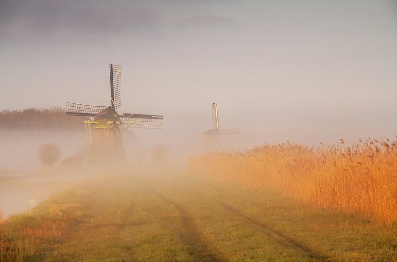 The stillness of dawn by Olga Ilina