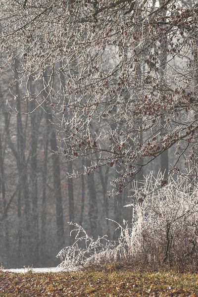Schnee und Frost auf den Bäumen am Feldrand von Daniel Pahmeier