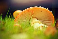 Agaric des mouches