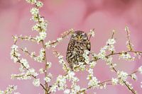 schlafender Sperlingskauz inmitten der Blüten