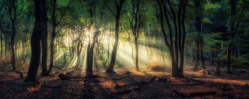 Panorama d'une célèbre forêt néerlandaise au lever du soleil par Martin Podt