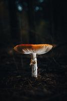 Mushroom in a dark forest