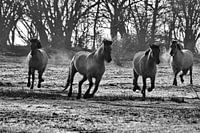 Konik horses