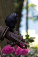 Krähe auf der Lauer