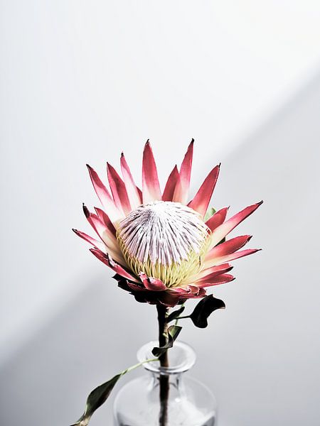 Fleur de Protea dans un vase par Martijn Hoogendoorn