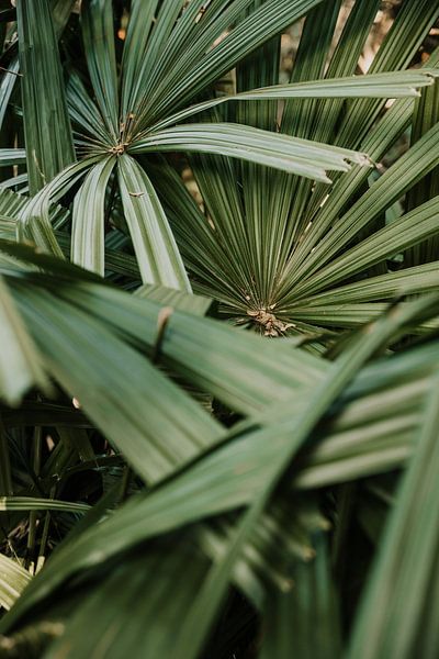 Palmenblätter aus der Nähe von Moniek Kuipers
