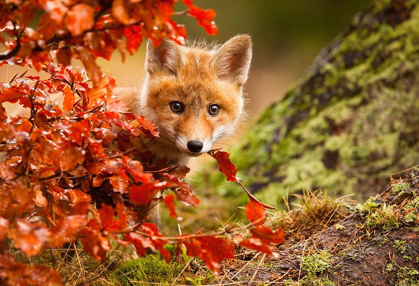 Fox by Robert Adamec