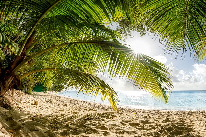 Beach with palm trees on the Caribbean island of Barbados. by Voss photography