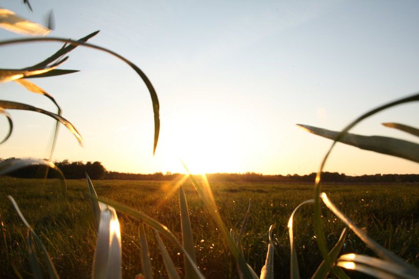 Eine schöne Wiese mit einer schönen Sonne von Christian Van Ettekoven